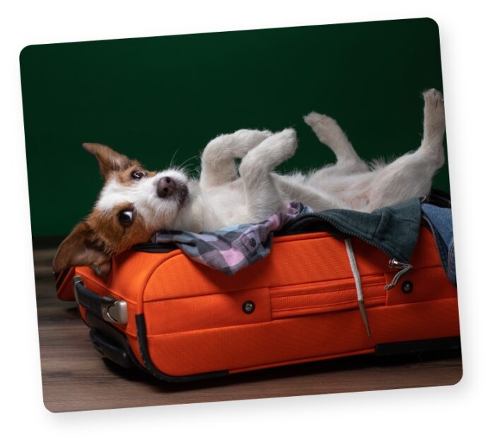 New Pet Travel Document for travelling with your pet to Northern Ireland